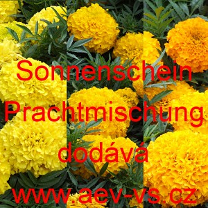 Aksamitn&iacute;k vzpř&iacute;men&yacute; Sonnenschein Prachtmischung