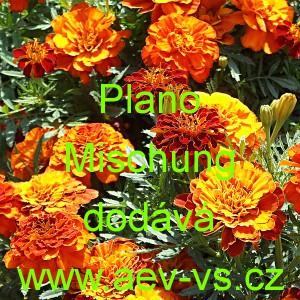 Aksamitn&iacute;k rozkladit&yacute; Plano Mischung