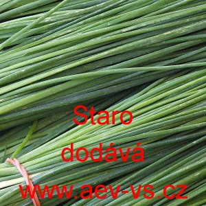 Pažitka pobřežn&iacute; Staro