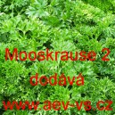 Petržel zahradn&iacute;, naťov&aacute; Mooskrause 2
