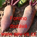 Řepa červen&aacute; sal&aacute;tov&aacute; Forono