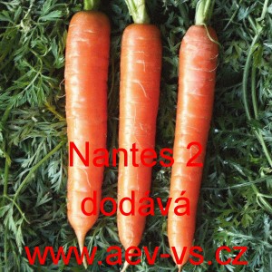 Mrkev obecn&aacute; Nantaise 2