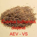 Čubrica bulharsk&aacute;