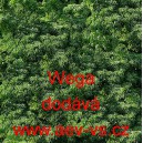 Petržel naťov&aacute; kadeřav&aacute; Wega