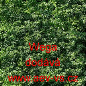 Petržel naťov&aacute; kadeřav&aacute; Wega