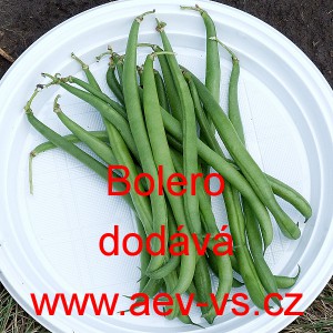 Fazol keř&iacute;čkov&yacute; Bolero