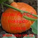 Tykev velkoplod&aacute; Uchiki Kuri CZ Hokkaido
