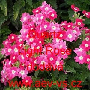 Spor&yacute;&scaron; zahradn&iacute;, zkř&iacute;žen&yacute; Quartz Light Rose