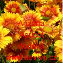 Kokarda zkř&iacute;žen&aacute; Arizona Apricot