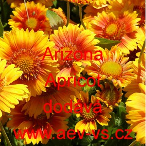 Kokarda zkř&iacute;žen&aacute; Arizona Apricot