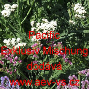 Limonka chobotnat&aacute; statice Pacific Exklusiv Mix