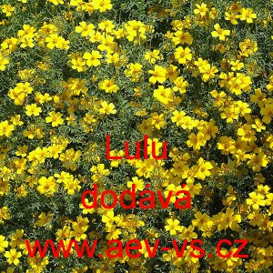 Aksamitn&iacute;k jemnolist&yacute; Lulu