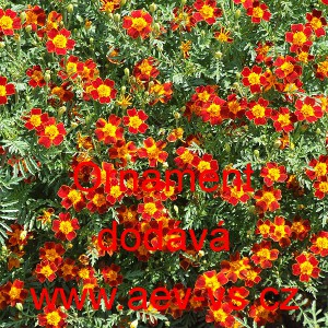 Aksamitn&iacute;k jemnolist&yacute; Ornament