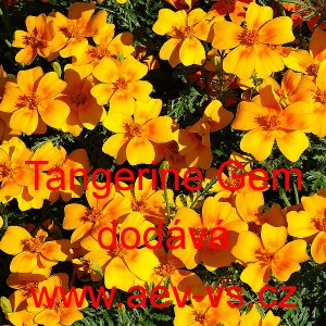 Aksamitn&iacute;k jemnolist&yacute; Tangerine Gem