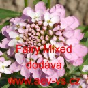 Iberka okoličnat&aacute; Fairy Mixed