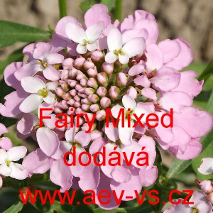 Iberka okoličnat&aacute; Fairy Mixed