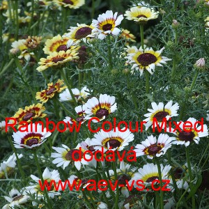 Kopretina k&yacute;lnat&aacute; Rainbow Colour Mixed