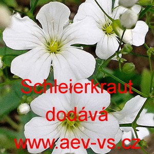 &Scaron;ater lep&yacute; ozdobn&yacute; Schleierkraut