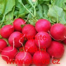 Ředkvička letn&iacute; Stoplite