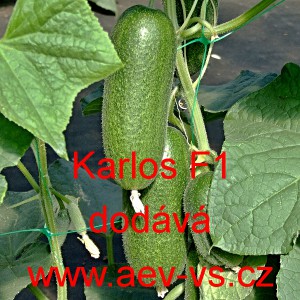 Okurka set&aacute; nakl&aacute;dačka hybridn&iacute; partenokarpick&aacute; Karlos F1
