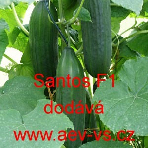 Okurka set&aacute; sal&aacute;tov&aacute; hybridn&iacute; "hadovka" do sklen&iacute;ku Santos F1