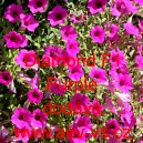 Pet&uacute;nie zkř&iacute;žen&aacute; &bdquo;surf&iacute;nie&ldquo; převisl&aacute; Diamond F1 Purple