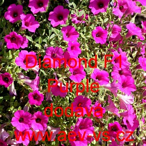 Pet&uacute;nie zkř&iacute;žen&aacute; &bdquo;surf&iacute;nie&ldquo; převisl&aacute; Diamond F1 Purple