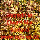 Kr&aacute;snoočko zkř&iacute;žen&eacute; Incredible Dwarf Mix