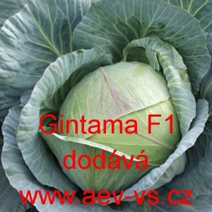Zel&iacute; hl&aacute;vkov&eacute; b&iacute;l&eacute; hybridn&iacute; Gintama F1