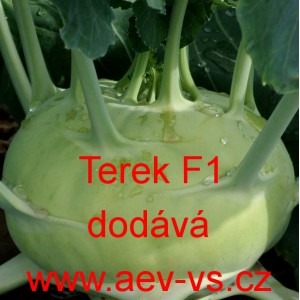 Kedluben b&iacute;l&yacute; hybridn&iacute; Terek F1