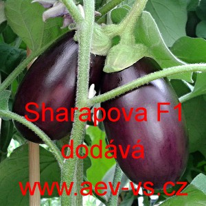 Lilek vejcoplod&yacute; baklaž&aacute;n hybridn&iacute; Sharapova F1