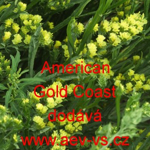 Limonka chobotnat&aacute; statice American Gold Coast