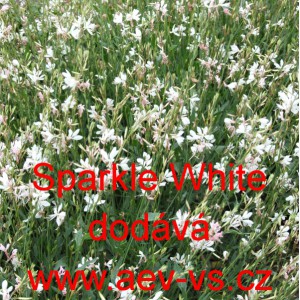 Sv&iacute;čkovec Lindheimerův Sparkle White