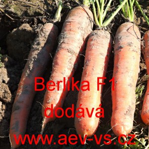 Mrkev obecn&aacute; hybridn&iacute; Berlika F1