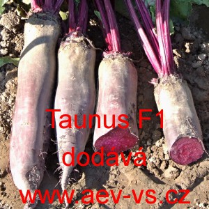 Řepa červen&aacute; sal&aacute;tov&aacute; hybridn&iacute; Taunus F1