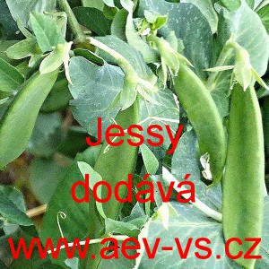 Hr&aacute;ch set&yacute; cukrov&yacute; Jessy