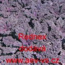 Kapusta kadeřav&aacute; kadeř&aacute;vek červen&yacute; Rednex