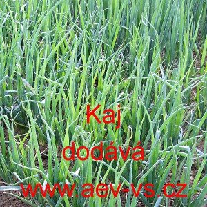 Cibule zimn&iacute; sečka Kaj