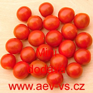 Rajče tyčkov&eacute; Mini tře&scaron;ńov&eacute;