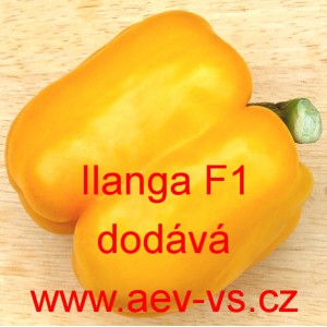 Paprika ročn&iacute; zeleninov&aacute; hybridn&iacute; Ilanga F1