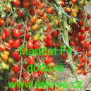 Rajče tyčkov&eacute; hybridn&iacute; Mandat F1