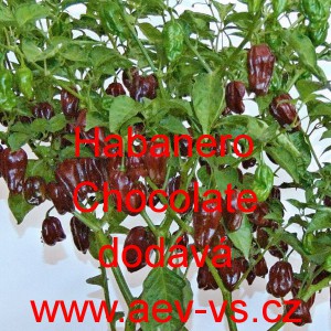Paprika p&aacute;liv&aacute; čil&iacute; Habanero Chocolate