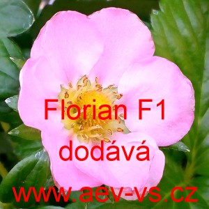 Jahodn&iacute;k velkoplod&yacute; hybridn&iacute; Florian F1