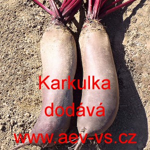 Řepa červen&aacute; sal&aacute;tov&aacute; Karkulka