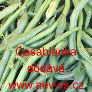 Fazol keř&iacute;čkov&yacute; Casablanka