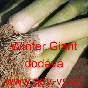 P&oacute;r zahradn&iacute; Winter Giant