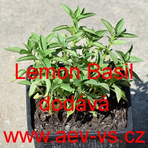 Bazalka prav&aacute; vonn&aacute; Lemon Basil