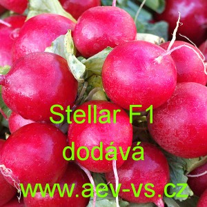 Ředkvička hybridn&iacute; celoročn&iacute; Stellar F1