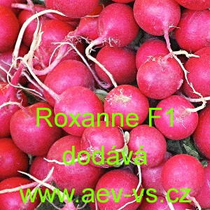 Ředkvička hybridn&iacute; Roxanne F1