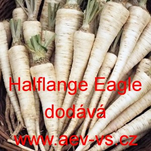 Petržel kořenov&aacute; Halflange Eagle